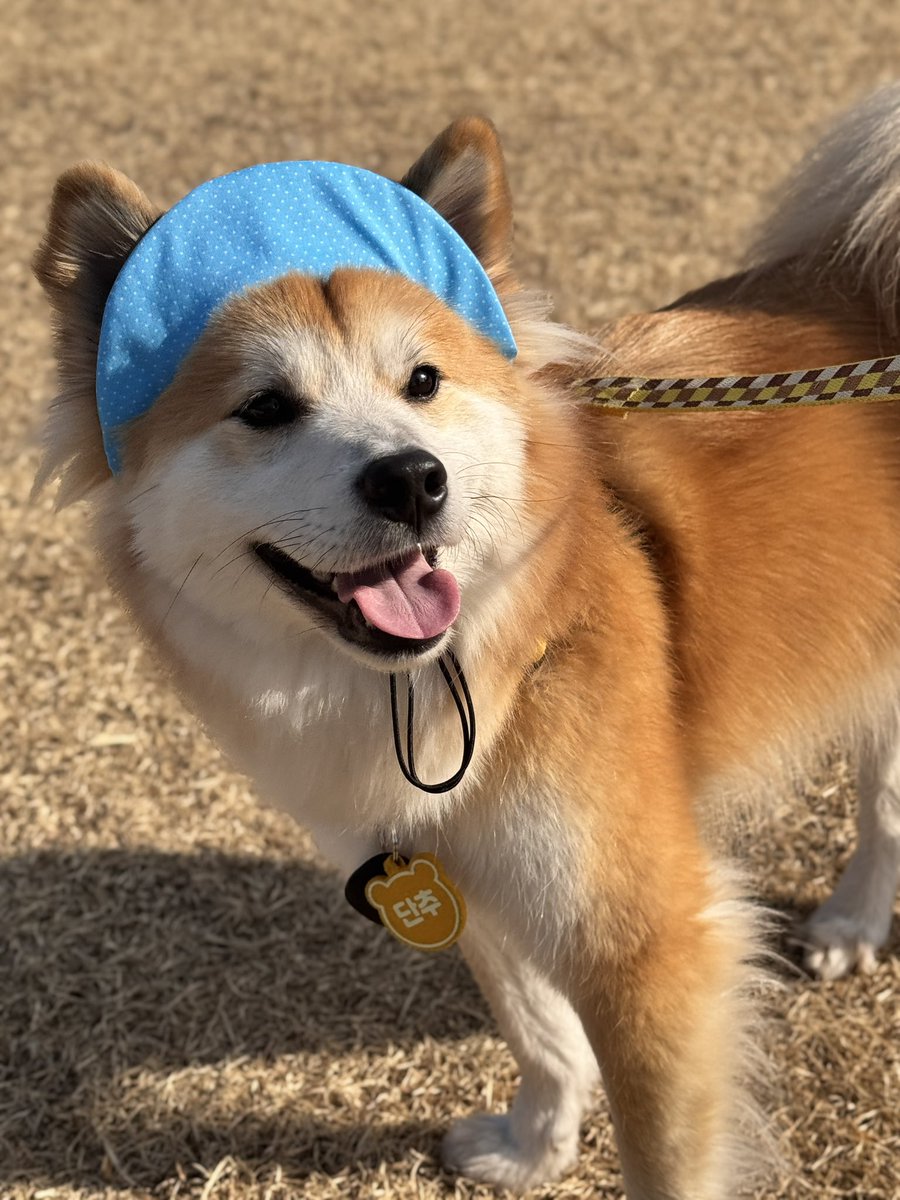강아지 단추 tweet media