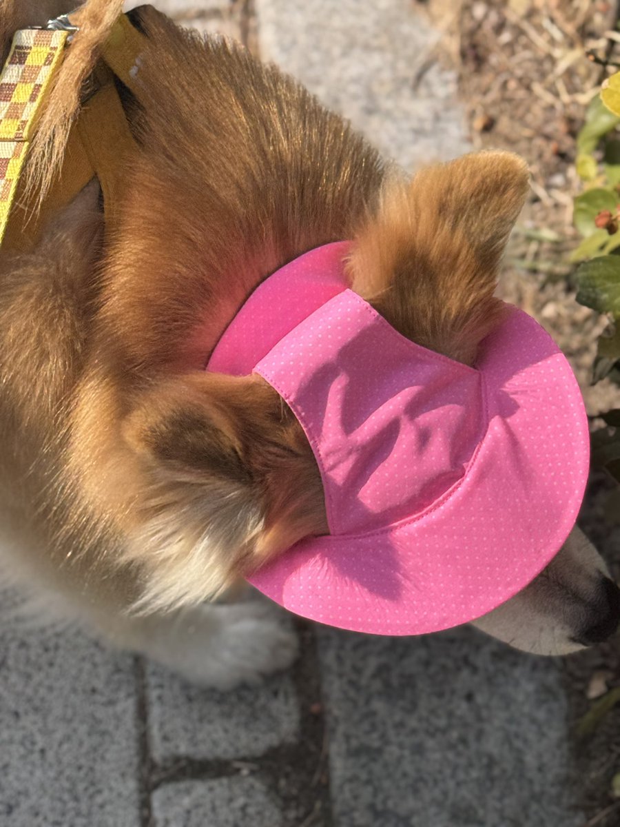 강아지 단추 tweet media
