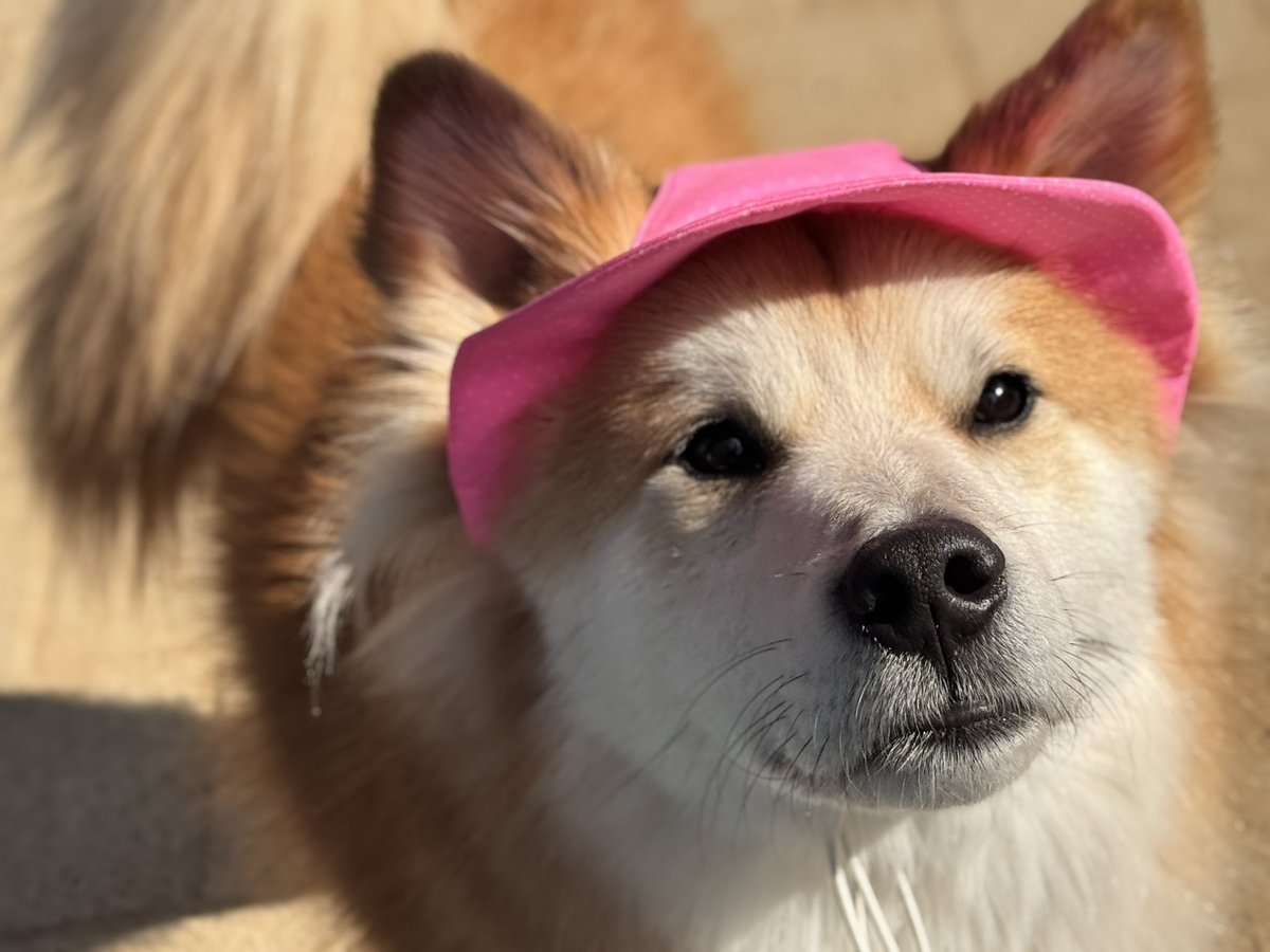 강아지 단추 tweet media