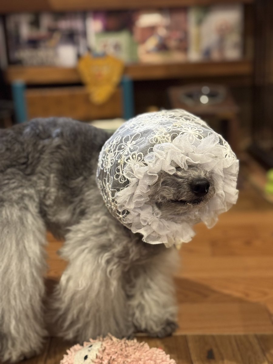 ちーず tweet media