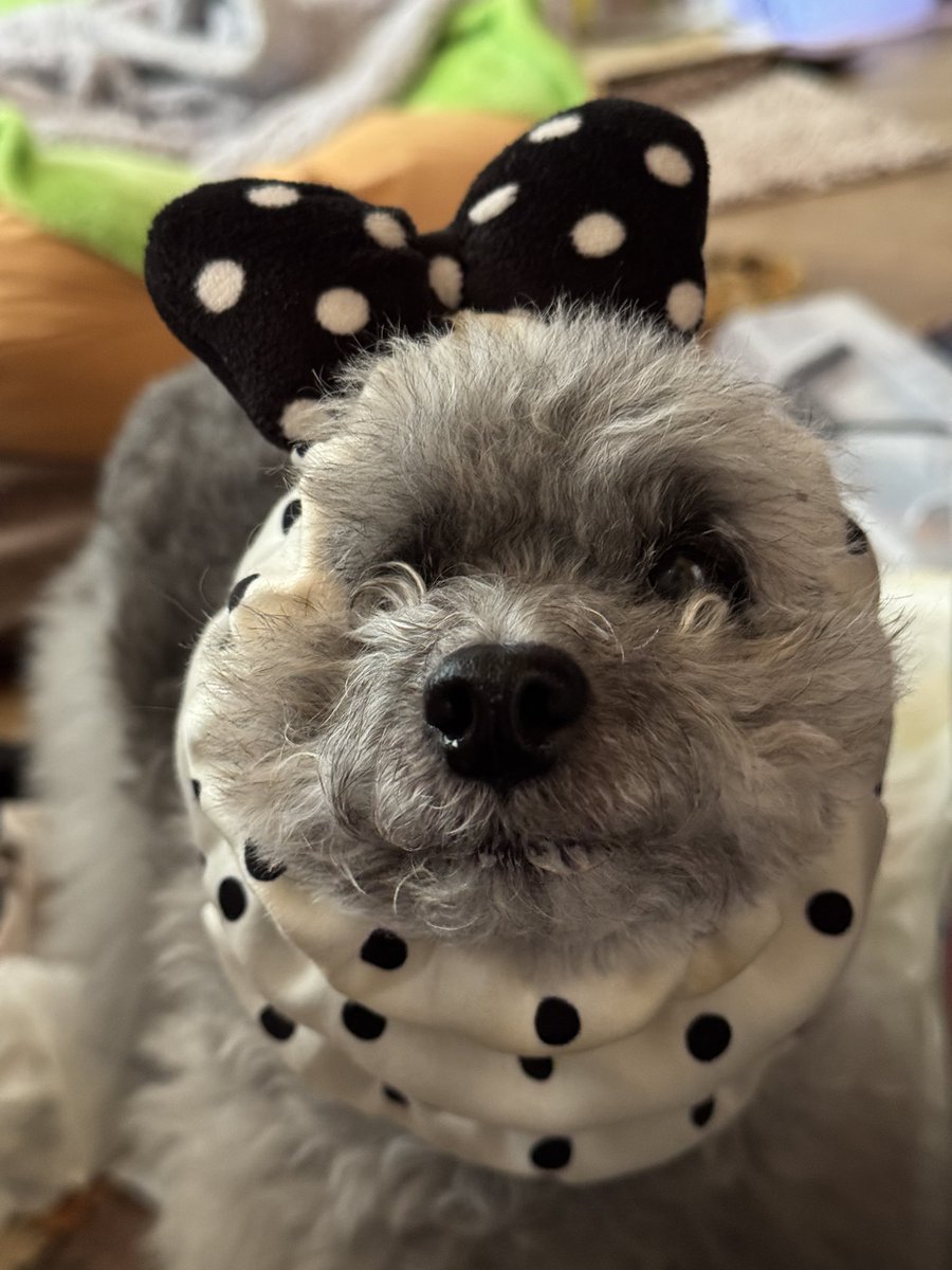 ちーず tweet media