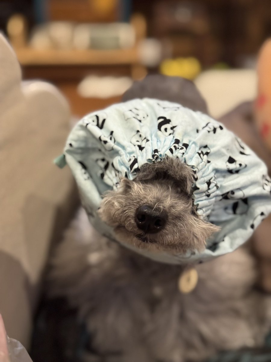 ちーず tweet media