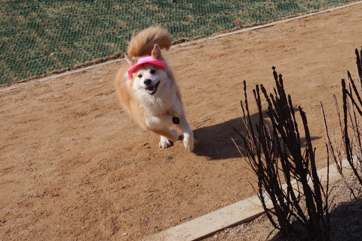 강아지 단추 tweet media