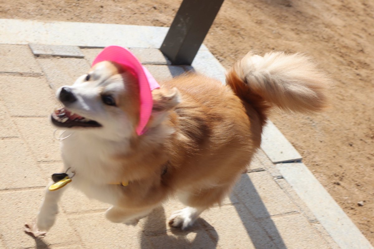 강아지 단추 tweet media