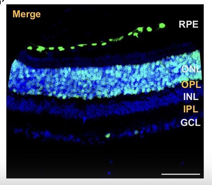 Kevin (Kyung) Park tweet media