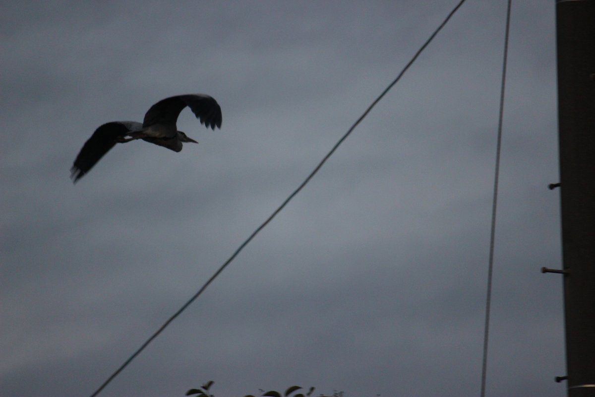 森林 木本 tweet media