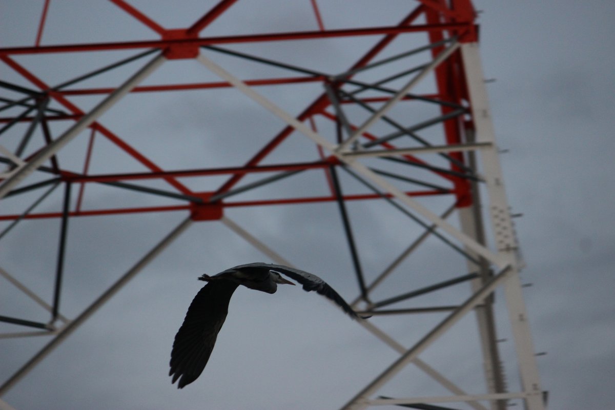 森林 木本 tweet media