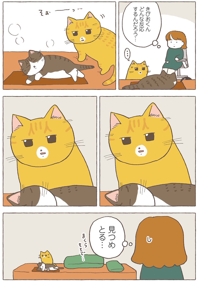 取られた猫 