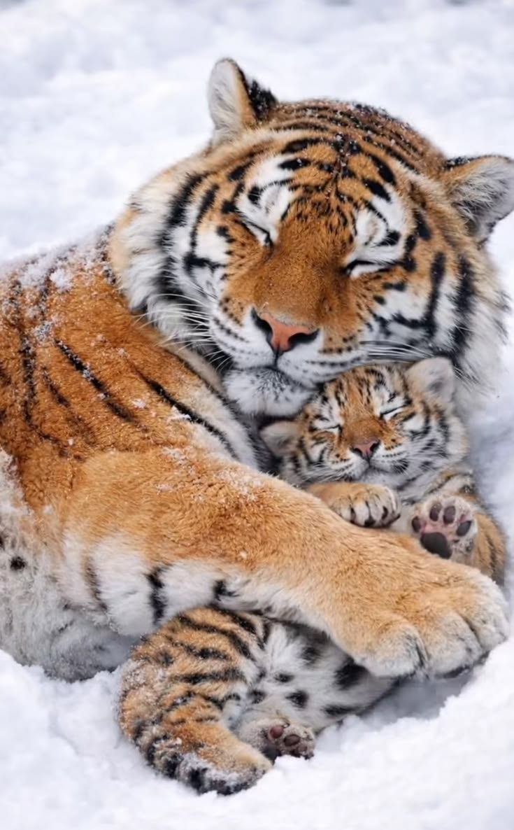 vivaneil tweet media