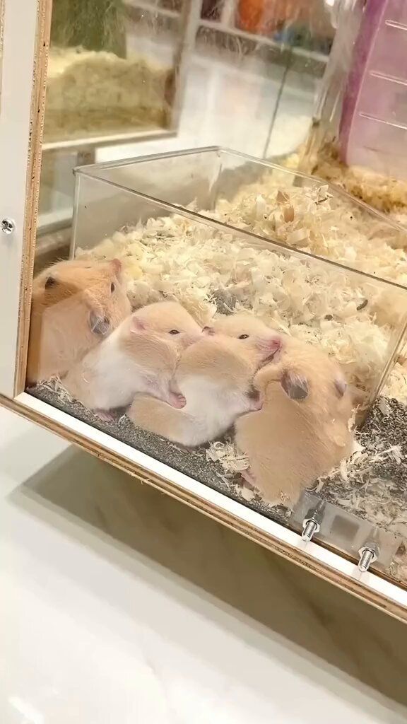 TweetsOfHamster's tweet photo. 🐹🐹🐹🐹😭 https://t.co/wjQpT2gA7I