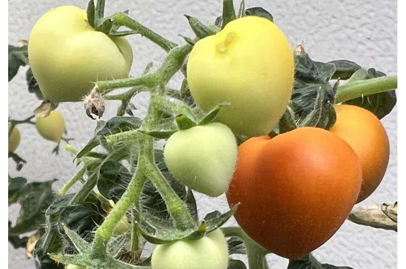 setar_persian's tweet photo. Good news for wastewater irrigation: Three crops store pharmaceutical byproducts in their leaves read more: https://t.co/RrIe3JLrjP for more related info: https://t.co/g9C6sl2BRL #plantsofinstagram #garden #plant https://t.co/Qocyr34Rwx