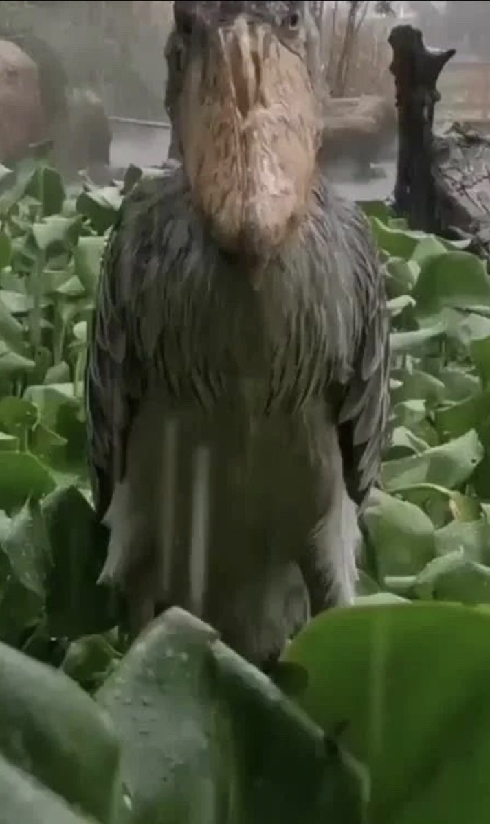 ʀᴇᴠᴇɴɪᴛᴇ 🖌️ tweet media