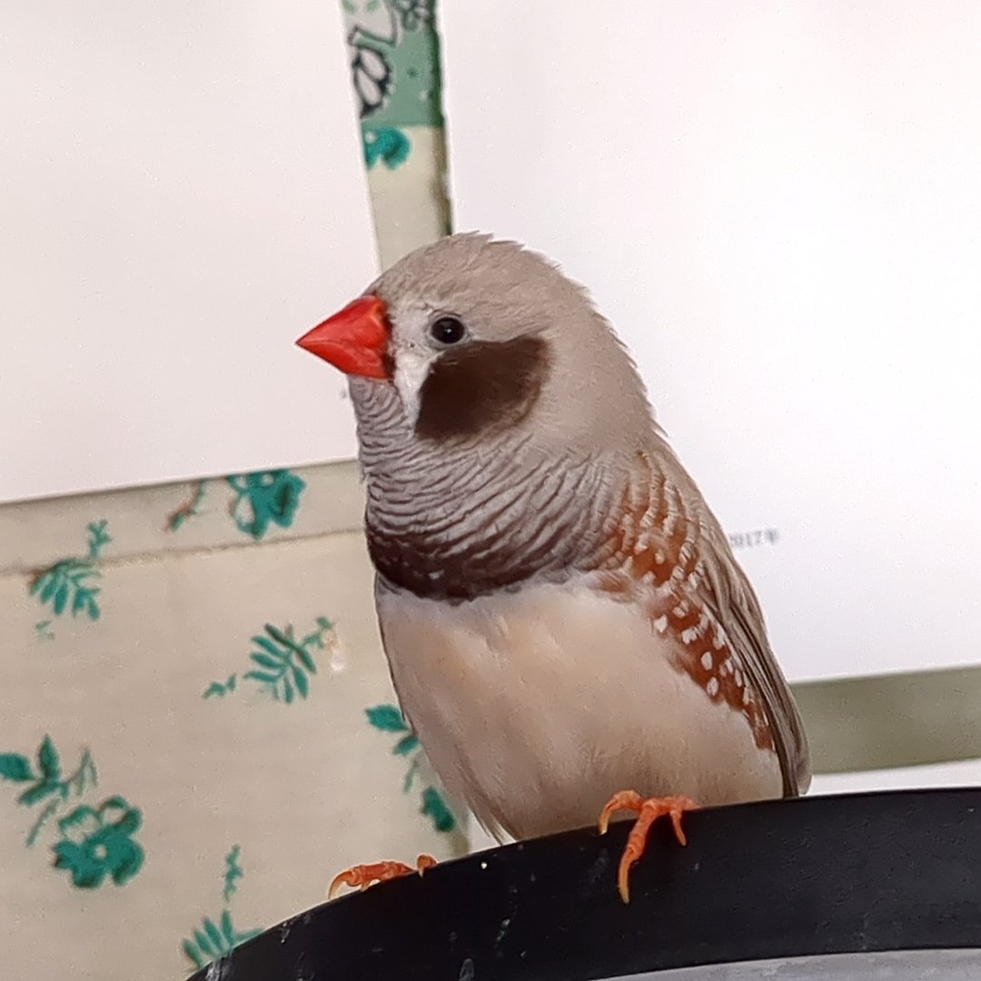 かとうみき tweet media