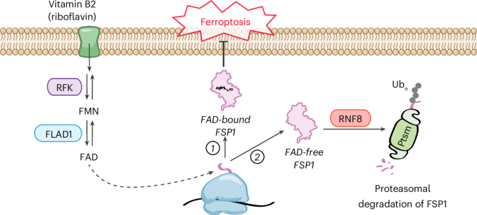 NatureStructMolBiol tweet media