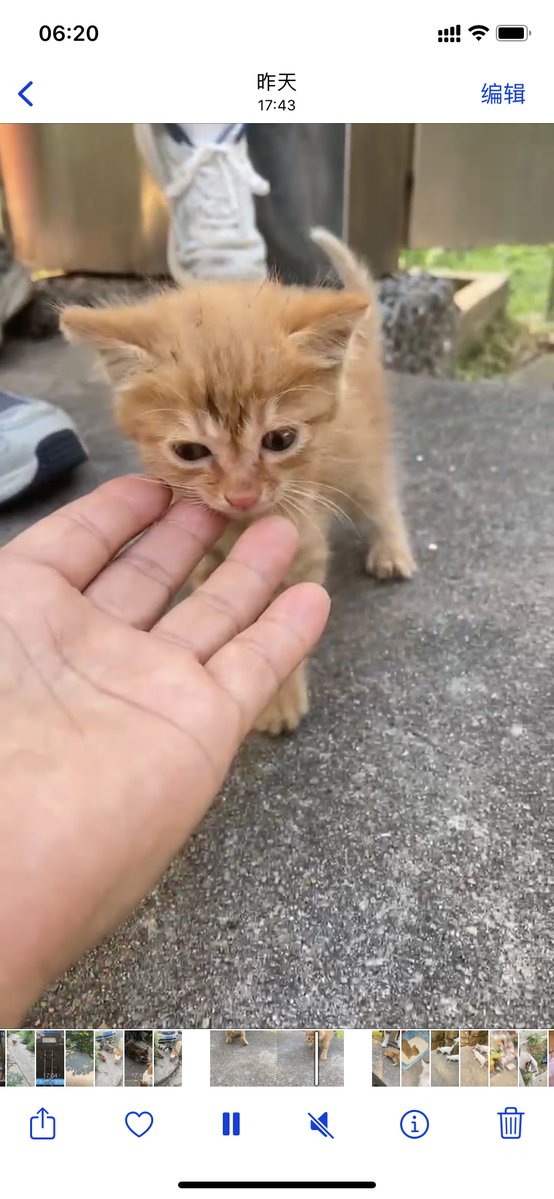 prasticia sevira tweet media