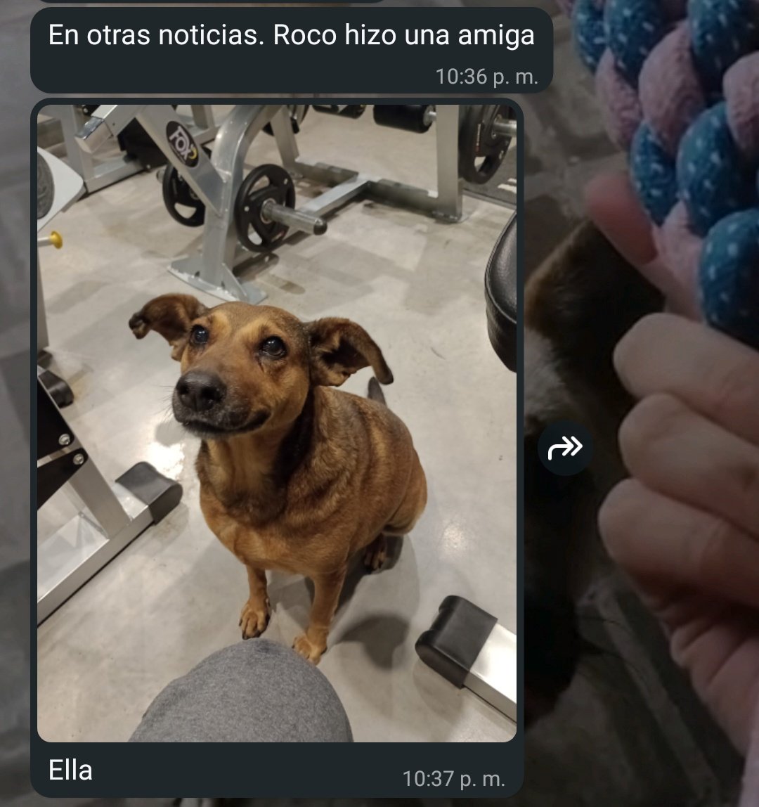 zephyrxnthes's tweet photo. tengo un amigo q tiene un perro re boludo que nunca se puede hacer amigos porque todos los otros perritos le tienen miedo y ayer me contó esto 😭😭🙏🏻 https://t.co/8TylsJZgRB