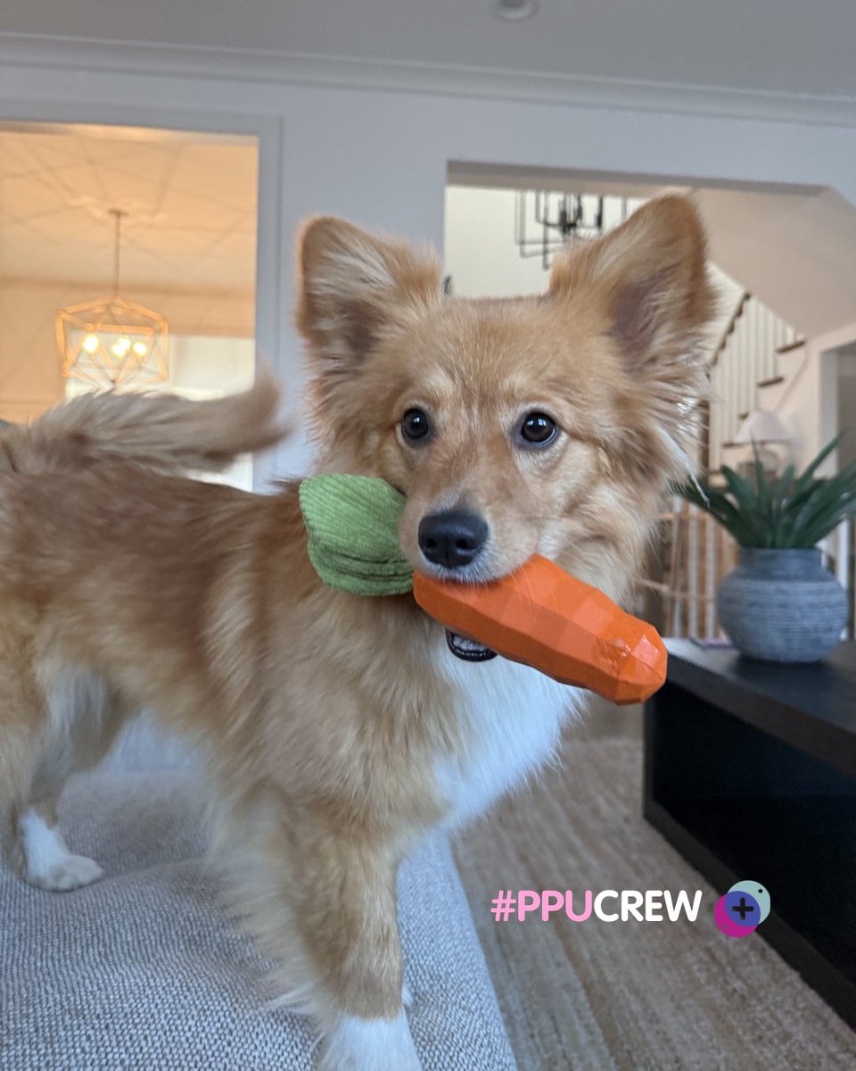 Pets Plus Us tweet media