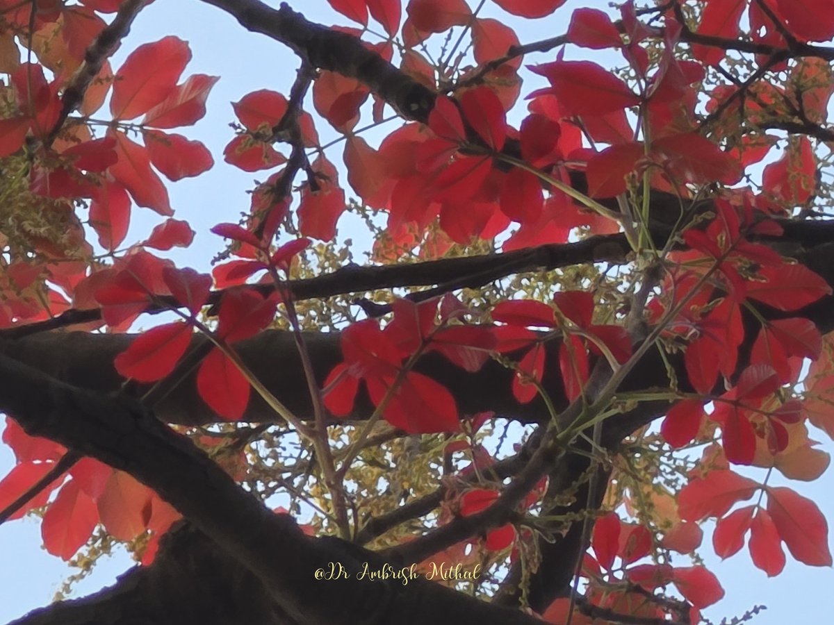 DrAmbrishMithal's tweet image. Delhi is ablaze- and it's not just the semal.
The lovely kosum tree with its fresh red leaves is adding to the joy
Kosum or kusum or ceylon oak- native of India- is unique because it's leaves start out red and turn green later! 
#delhi #kosum #trees
@rameshpandeyifs @nehaa_sinha