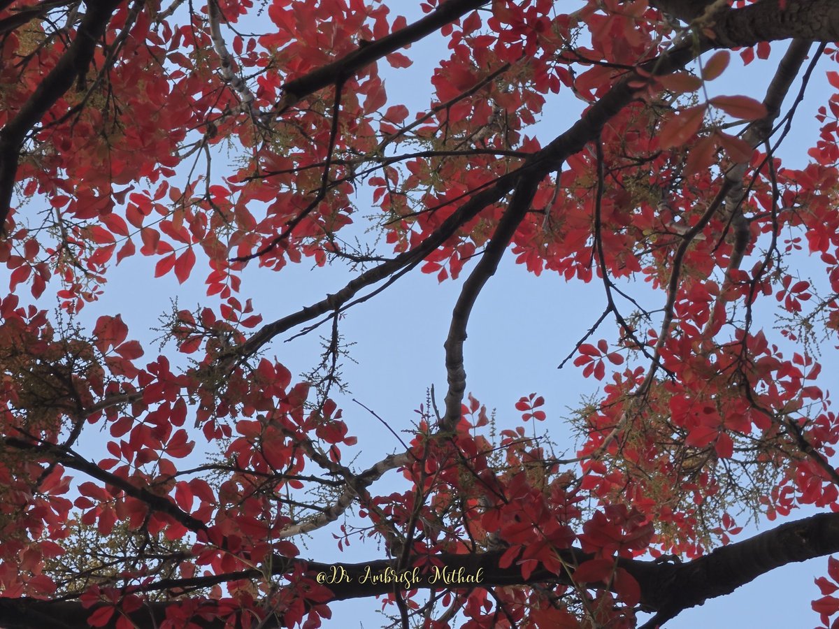 DrAmbrishMithal's tweet image. Delhi is ablaze- and it's not just the semal.
The lovely kosum tree with its fresh red leaves is adding to the joy
Kosum or kusum or ceylon oak- native of India- is unique because it's leaves start out red and turn green later! 
#delhi #kosum #trees
@rameshpandeyifs @nehaa_sinha
