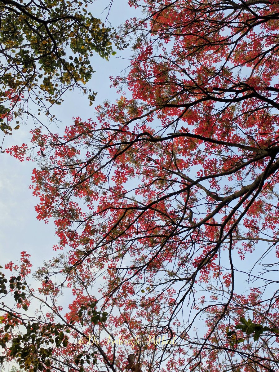 DrAmbrishMithal's tweet image. Delhi is ablaze- and it's not just the semal.
The lovely kosum tree with its fresh red leaves is adding to the joy
Kosum or kusum or ceylon oak- native of India- is unique because it's leaves start out red and turn green later! 
#delhi #kosum #trees
@rameshpandeyifs @nehaa_sinha