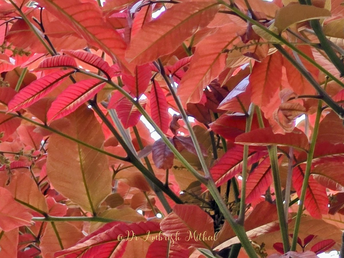 DrAmbrishMithal's tweet image. Delhi is ablaze- and it's not just the semal.
The lovely kosum tree with its fresh red leaves is adding to the joy
Kosum or kusum or ceylon oak- native of India- is unique because it's leaves start out red and turn green later! 
#delhi #kosum #trees
@rameshpandeyifs @nehaa_sinha