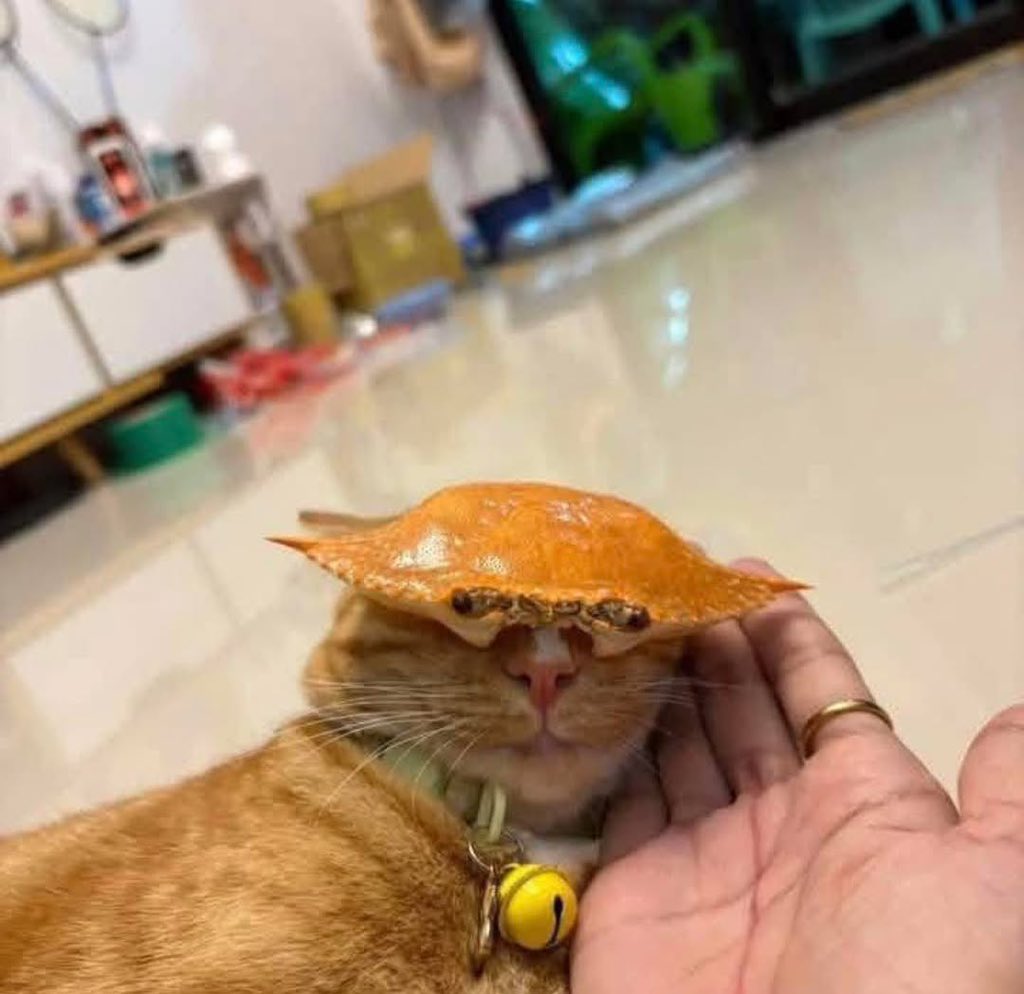 No Cats No Life tweet media