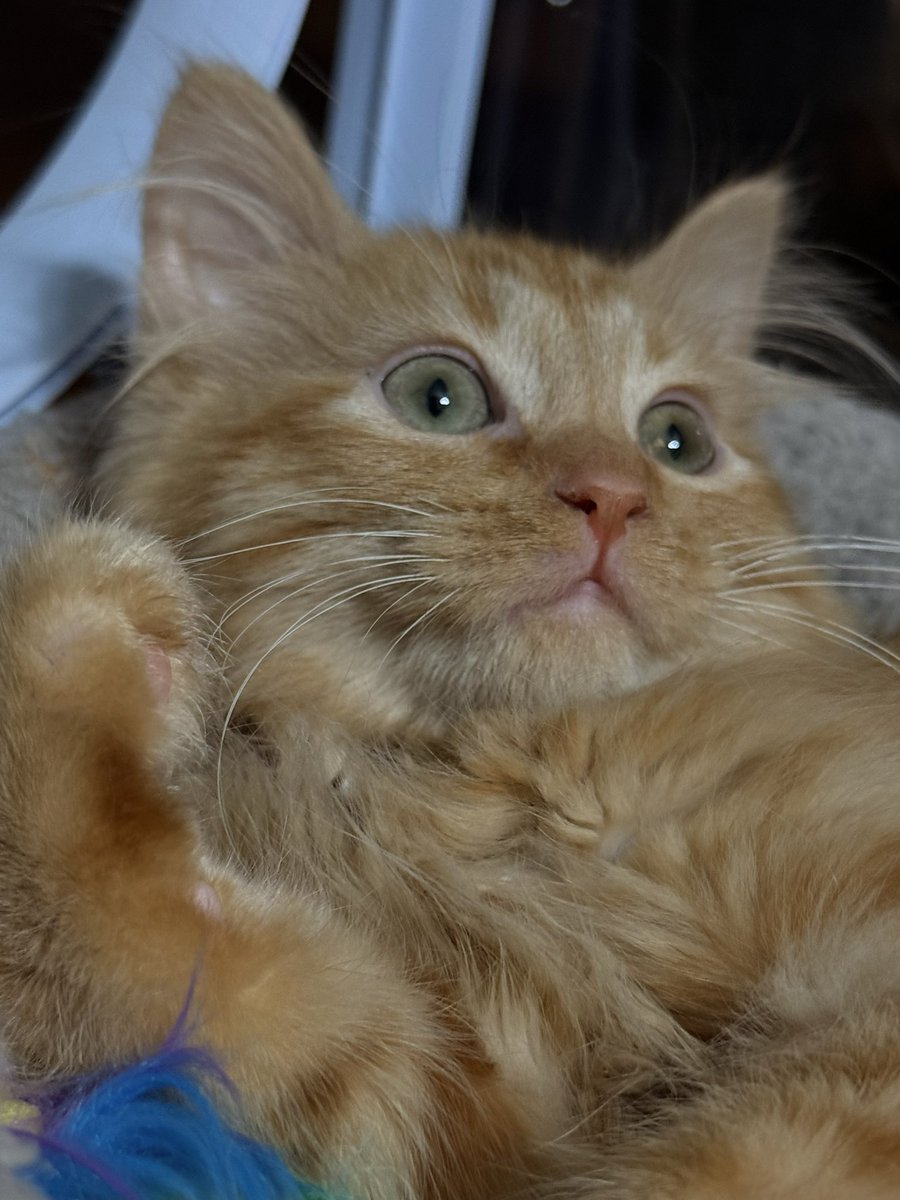 🔴itzguaco tweet media