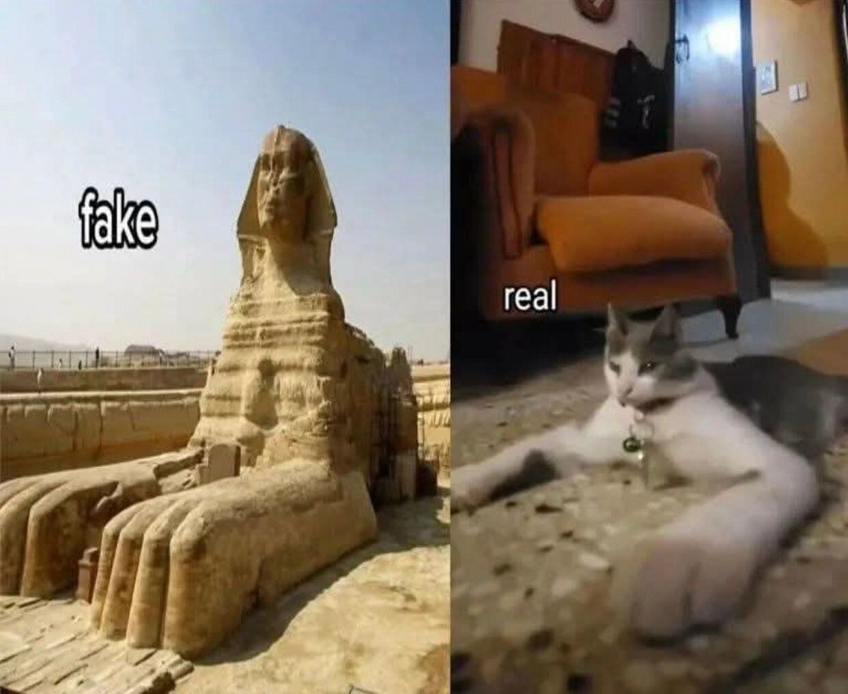 Posts Of Cats tweet media