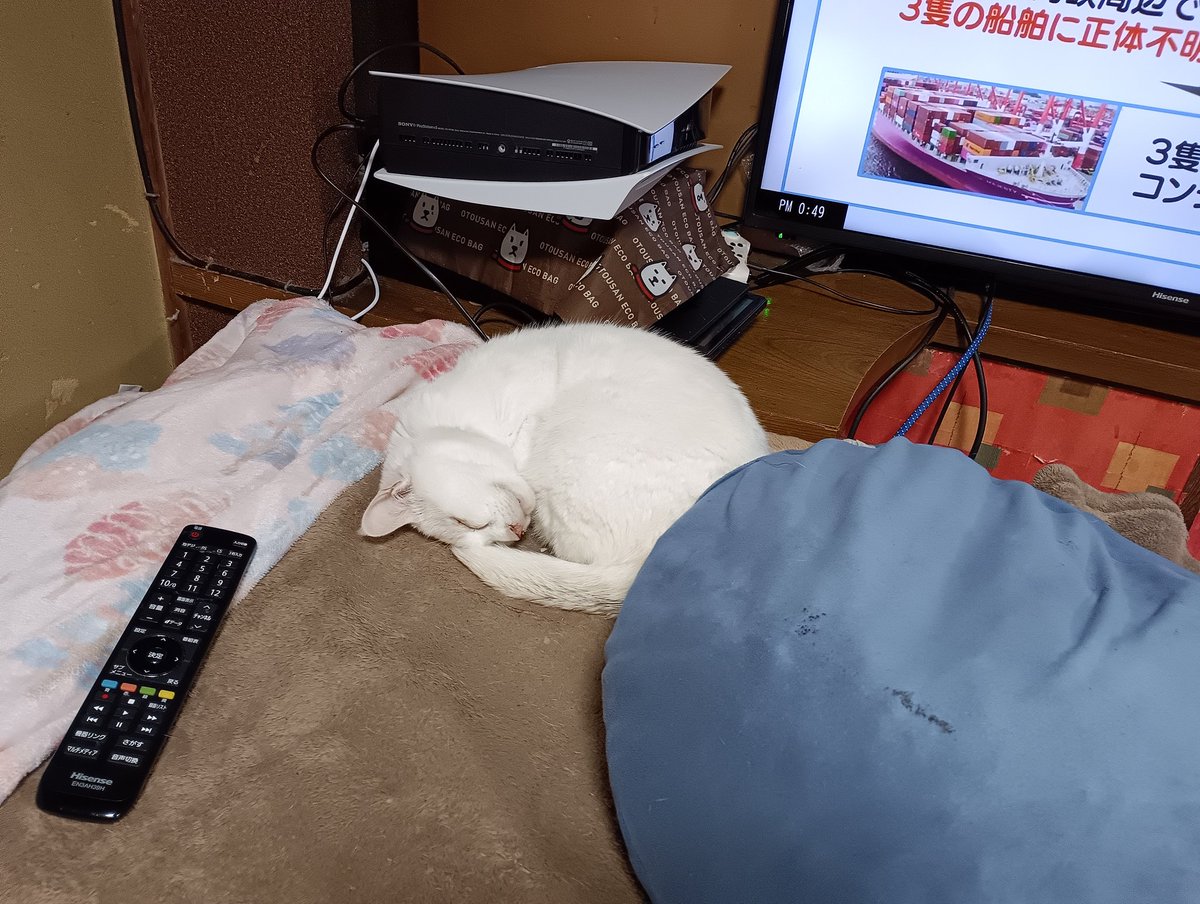 町中華の店内で眠る猫様
