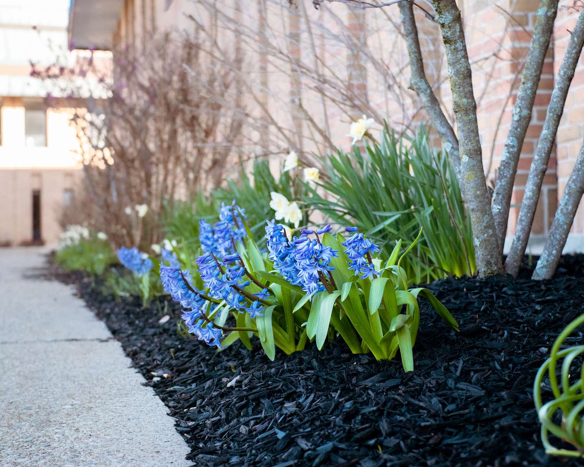 Thomas More University tweet media