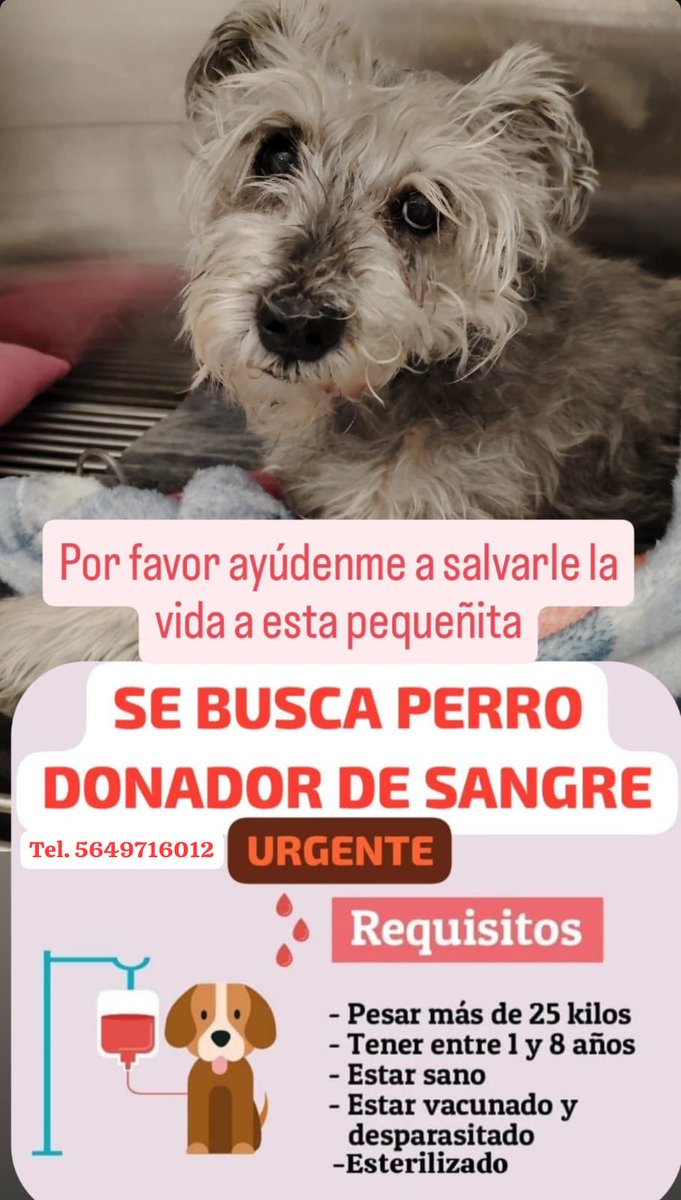 cebadales's tweet photo. Ayúdanos o difunde por favor https://t.co/2m1ruvSpzq