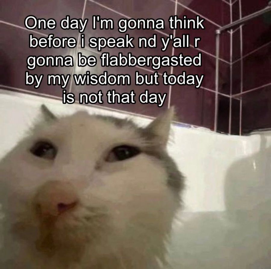 Cat TikToks tweet media