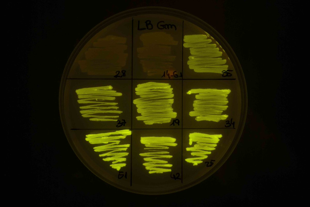 Centro Nacional de Biotecnología (CSIC) tweet media