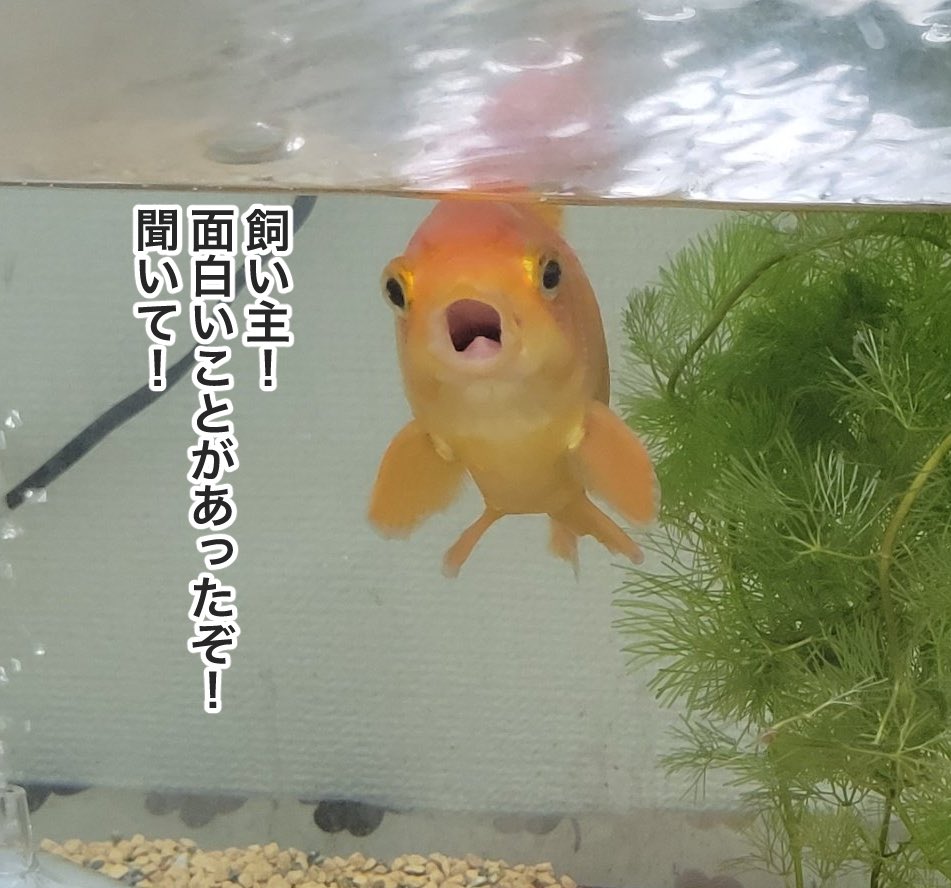 明太子 tweet media