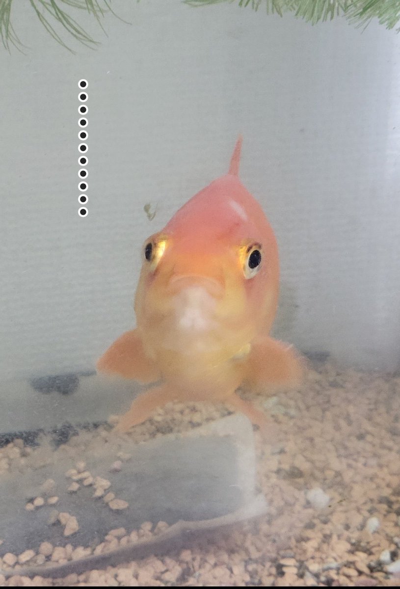 明太子 tweet media