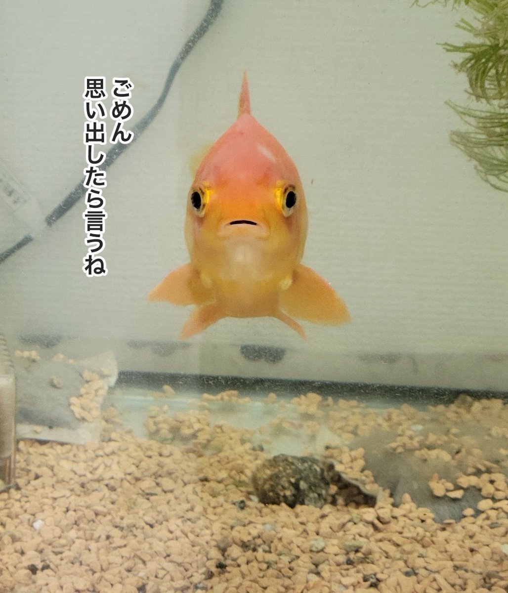 明太子 tweet media