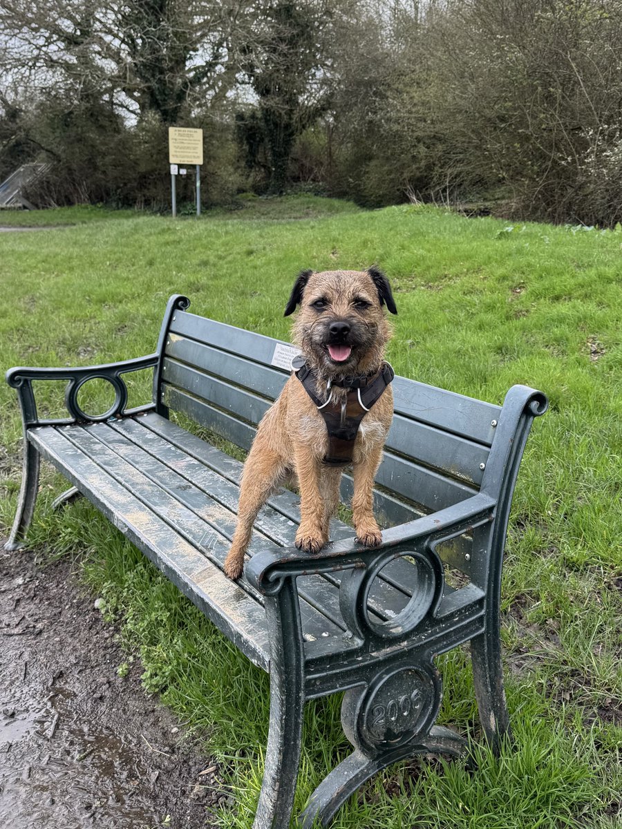 chesterterrier's tweet image. Happy #friyay 🥳 from mine #treatseat 🐾🐶 #btposse
