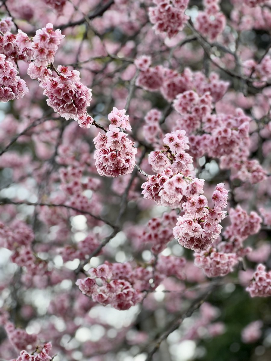 Cafe Littlepine ライダーズカフェ tweet media