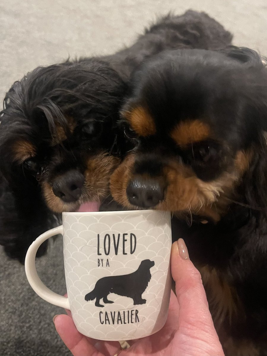 PoppySpaniel666's tweet image. Move over Min stop licking it all! 😤😡 #icecream 🍦🍦🍦