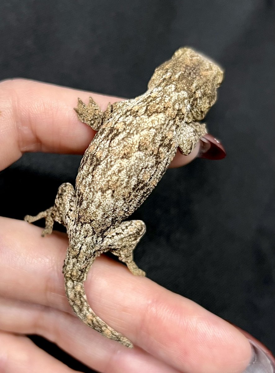 メガネ🦋/Satisfactory tweet media