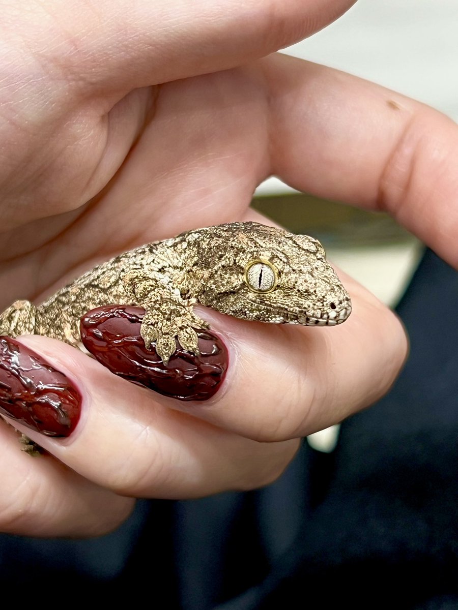 メガネ🦋/Satisfactory tweet media