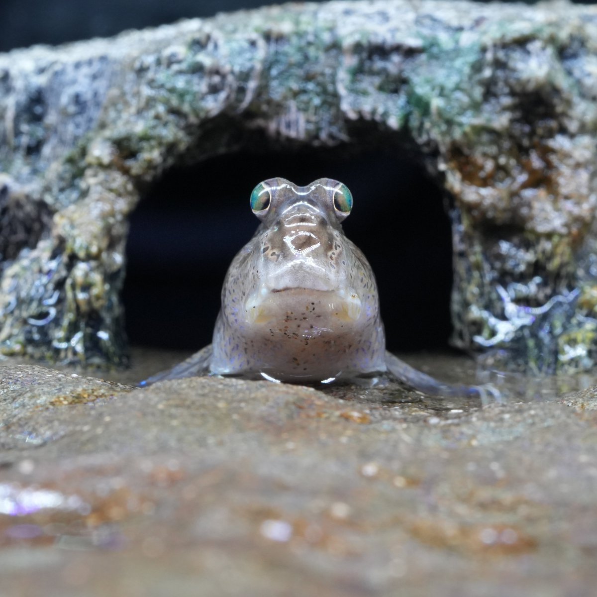 いけさんのトビハゼ tweet media