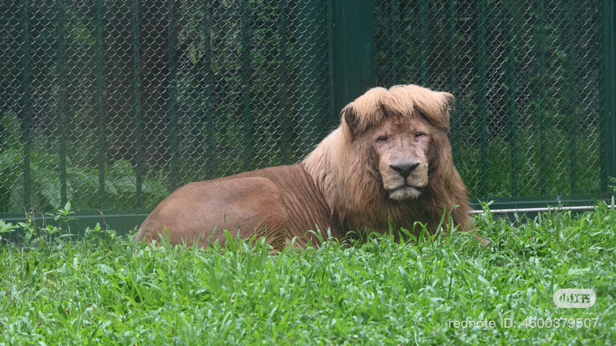 แนะนำน้องตัวใหม่(เก่าแล้ว)ให้ทุกคนรู้จัก นี่คือน้องอาหาง เป็นสิงโตที่มีทรงผม!?เป็นเอกลักษณ์ เคยมีคนถามพี่เลี้ยงว่าเป็นคนตัดให้น้องหรอ พี่เลี้ยงบอกบ้าหรอ นั่นสิงโต น้องมันทำของมันเอง🤣