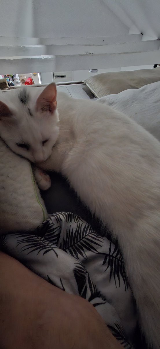 Imperialis tweet media