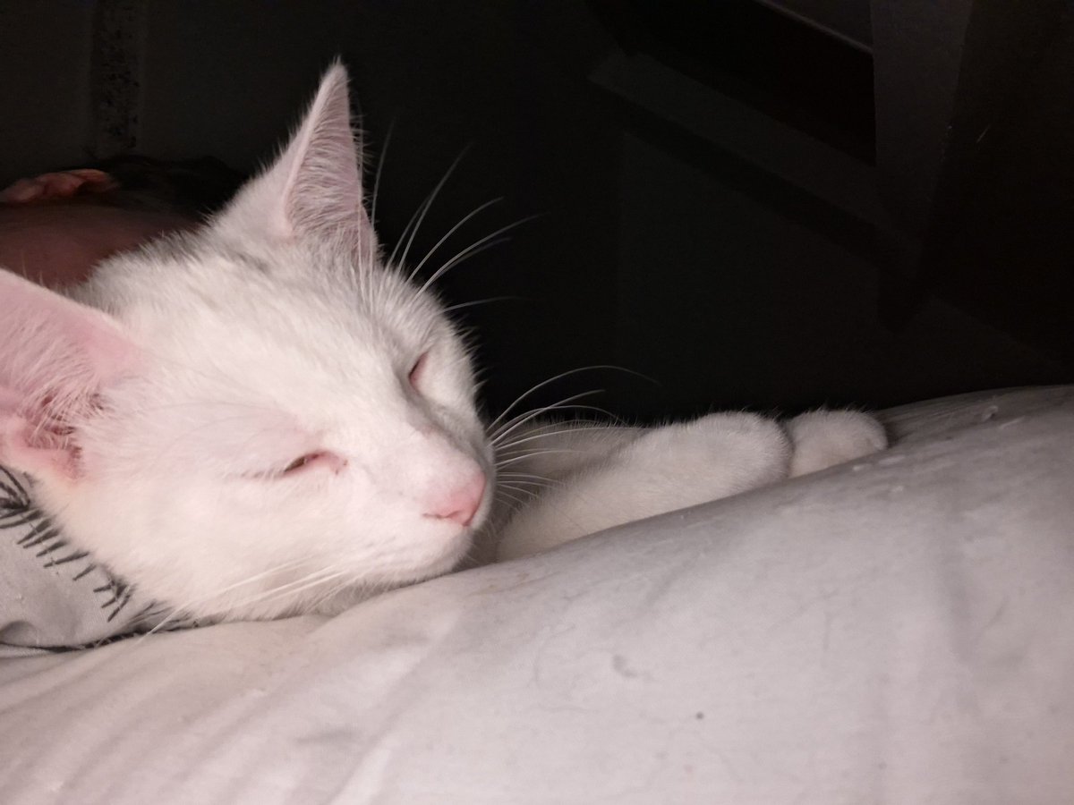 Imperialis tweet media