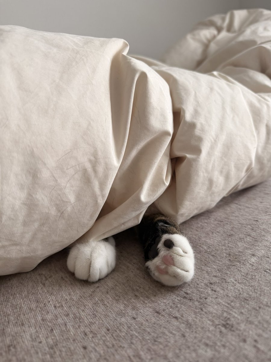 ウルトラ大根です。 tweet media