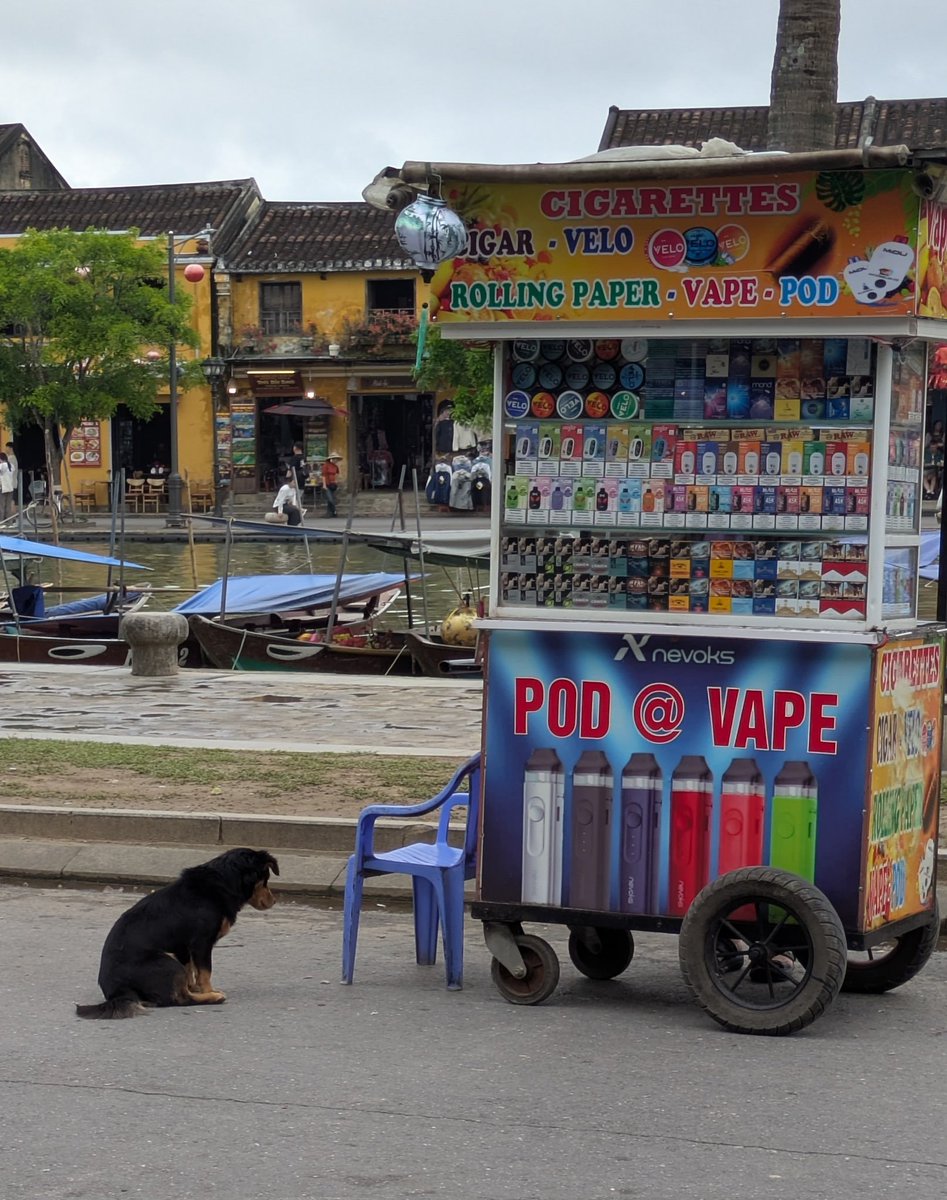 oswaldsboss's tweet image. He's waiting so patiently for the vape stand to open. Which flavour do you reckon ? #vapes #smokingdogs