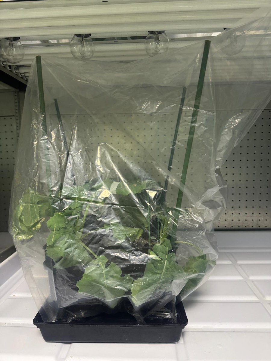 Sarita Bennett tweet media