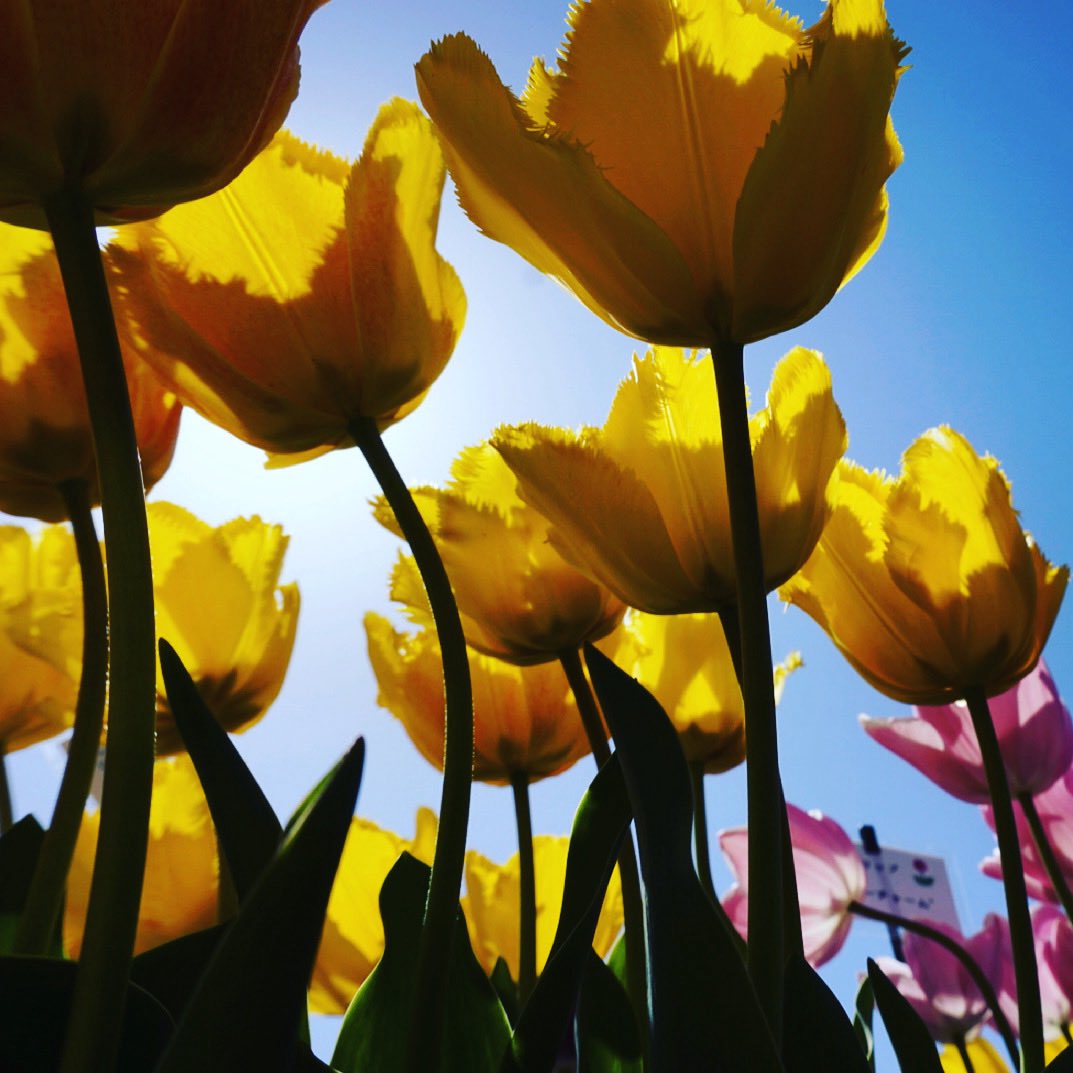 In the middle of the night, a patient (an elderly person) kept making a fuss, repeatedly shouting "I want to die!" So, thinking I'd try to connect with them, I asked, "How are you going to die?" They replied, "By biting my tongue!" So I ended up blurting out, "But you don't have