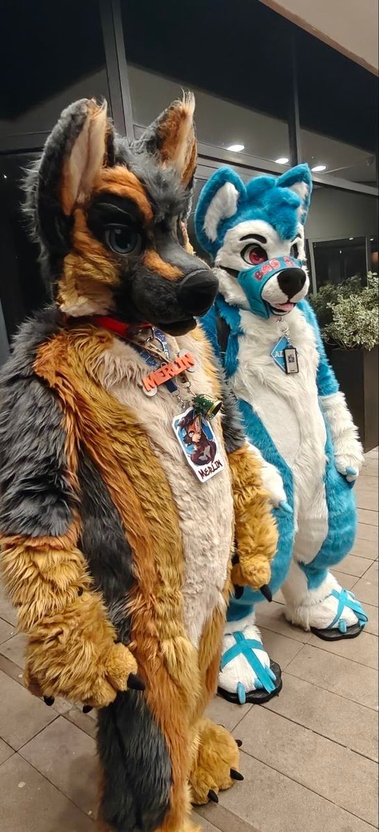 Merlin/MrSheppy - Furrific/MFF 2025 tweet media